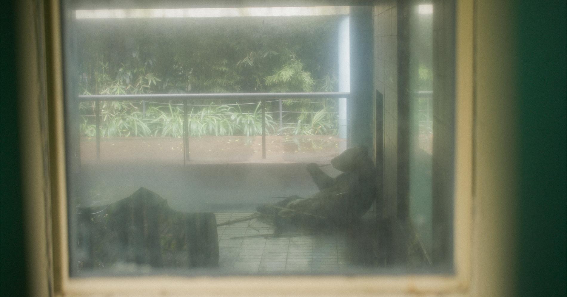 There are two species of giant pandas today. One lives on the wild eastern edge of the Tibetan plateau; the other is a caged emissary of soft power. For centuries, China has positioned pandas as gestures of goodwill, their presence in zoos the result of diplomatic negotiations. But for all they are adored, these bamboo-munching bears are genetically inferior versions of their former selves, lacking any ability to re-enter the wild. Leased for high fees, their fates are determined by political whim. Capturing the irony and heartbreak of these unwitting animals caught in geo-political conservation, the film questions whether pandas will ever be allowed to exist as just pandas.